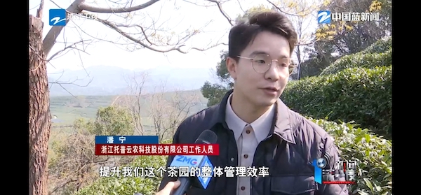 春茶開采正當時！揭秘托普云農(nóng)如何用科技“制”出一杯數(shù)字好茶